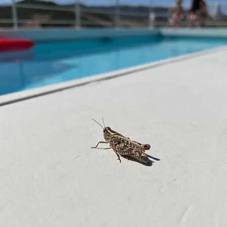 Vakantiehuis Casa Pinella